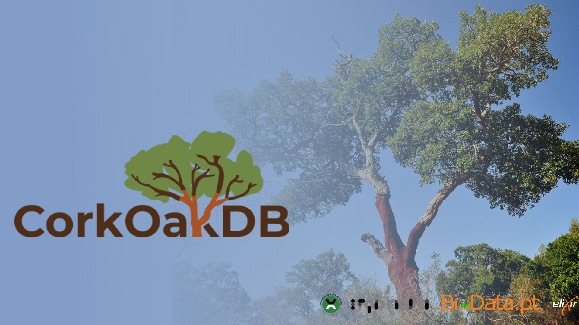 CorkOakDB