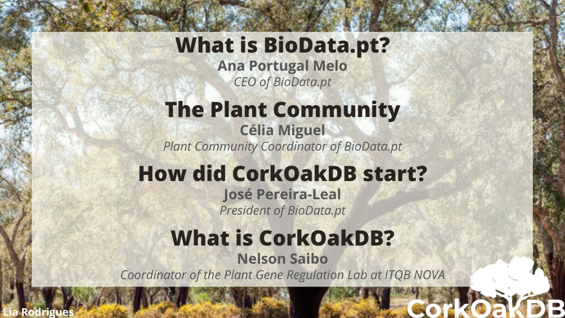 CorkOakDB Interviews