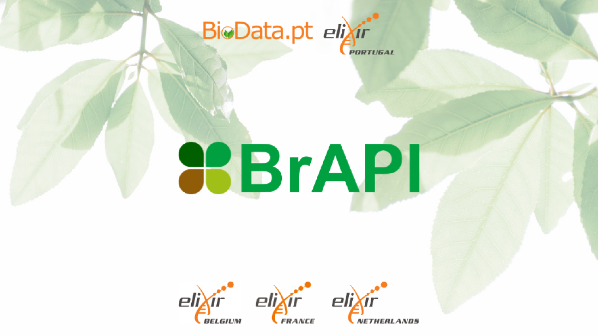 BrAPI