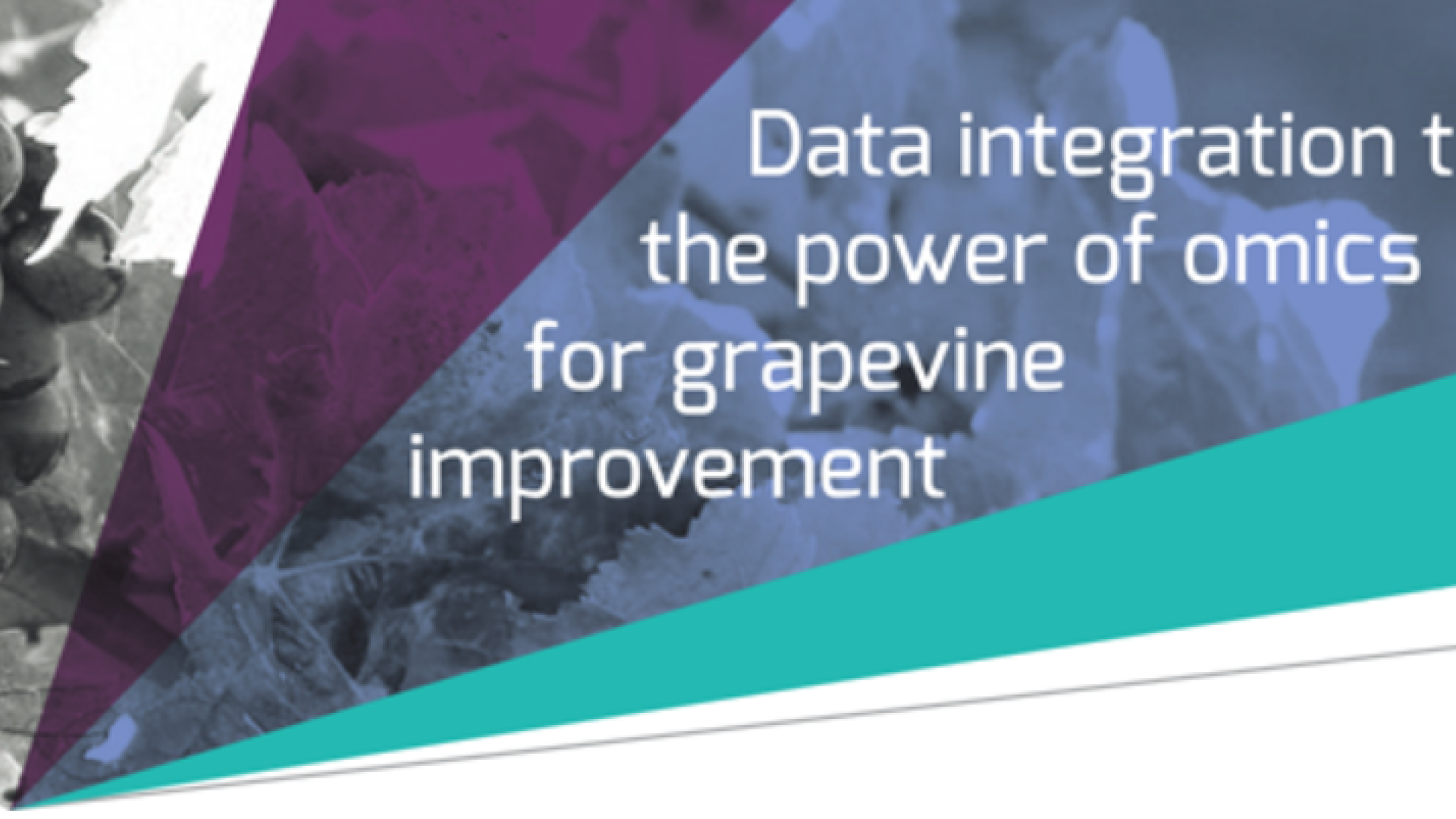 Data integration to maximise the power of omics for grapevine improvement